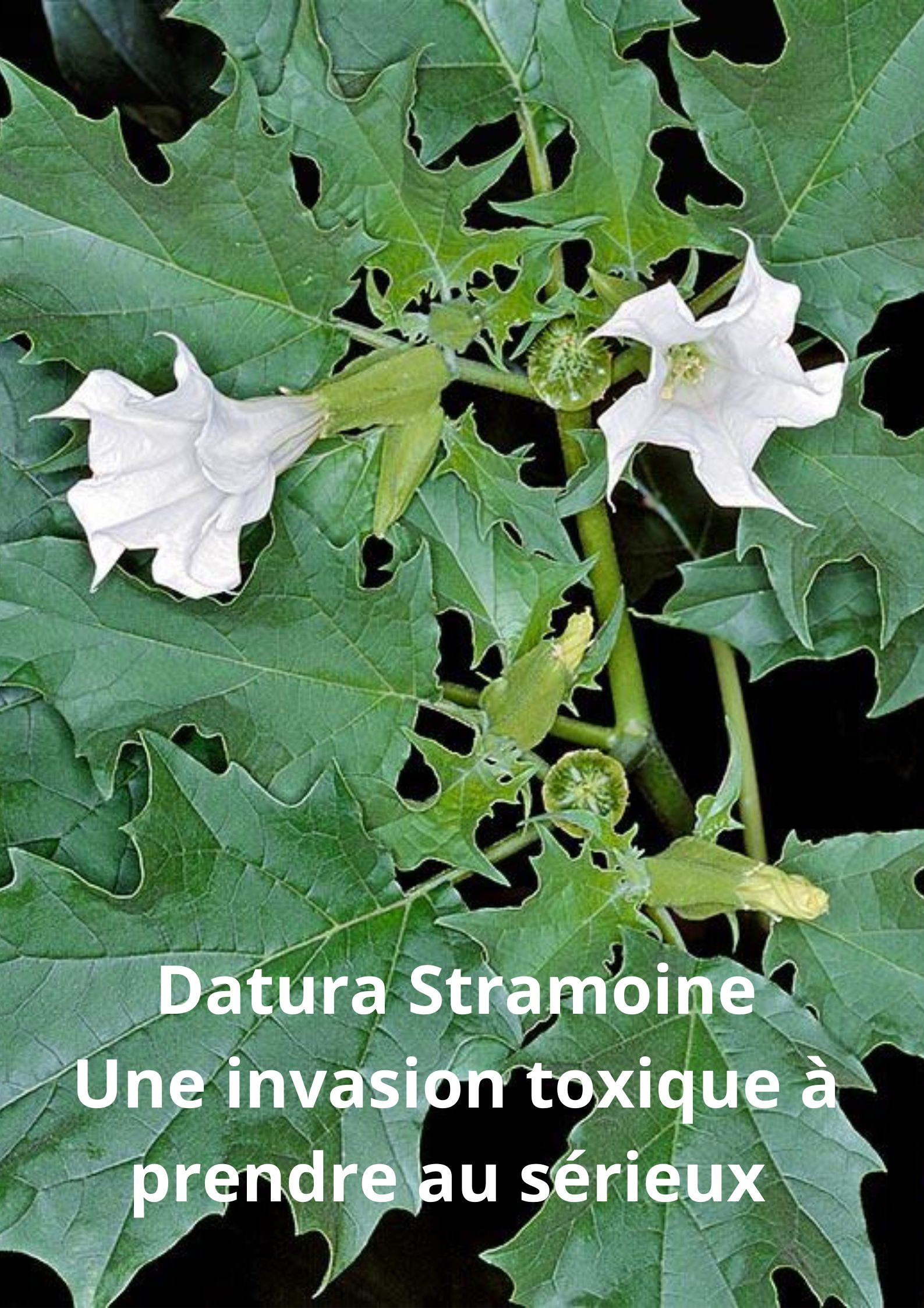  Datura stramoine en Vallée de la Rance Côte d’Emeraude – Bilan 2023