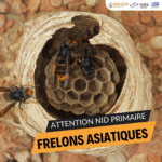 Lutte contre le Frelon asiatique